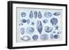 Casual Coastal Shells-Lula Bijoux-Framed Art Print