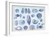 Casual Coastal Shells-Lula Bijoux-Framed Art Print