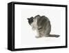 Cat, 1985-Claudia Hutchins-Puechavy-Framed Stretched Canvas