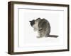 Cat, 1985-Claudia Hutchins-Puechavy-Framed Giclee Print