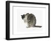 Cat, 1985-Claudia Hutchins-Puechavy-Framed Giclee Print