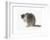 Cat, 1985-Claudia Hutchins-Puechavy-Framed Giclee Print