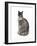 Cat, 1985-Claudia Hutchins-Puechavy-Framed Giclee Print