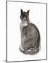 Cat, 1985-Claudia Hutchins-Puechavy-Mounted Giclee Print