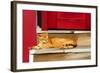 Cat 2A-Ata Alishahi-Framed Giclee Print