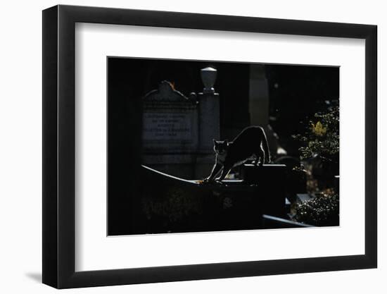 Cat, Alley Cat in Paris +++ Chat De Gouttière, Chat De Paris, Cimetière De Montmartre-Yves Lanceau-Framed Photographic Print