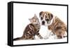 Cat and Dog, British Kitten and English Bulldog Puppy-Lilun-Framed Stretched Canvas