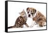 Cat and Dog, British Kitten and English Bulldog Puppy-Lilun-Framed Stretched Canvas