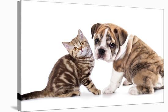 Cat and Dog, British Kitten and English Bulldog Puppy-Lilun-Stretched Canvas