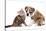 Cat and Dog, British Kitten and English Bulldog Puppy-Lilun-Stretched Canvas