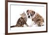 Cat and Dog, British Kitten and English Bulldog Puppy-Lilun-Framed Photographic Print