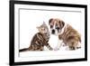 Cat and Dog, British Kitten and English Bulldog Puppy-Lilun-Framed Photographic Print