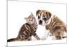 Cat and Dog, British Kitten and English Bulldog Puppy-Lilun-Mounted Photographic Print