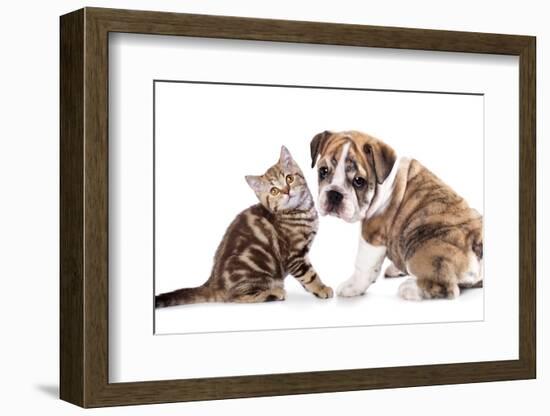 Cat and Dog, British Kitten and English Bulldog Puppy-Lilun-Framed Photographic Print