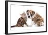 Cat and Dog, British Kitten and English Bulldog Puppy-Lilun-Framed Photographic Print