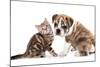 Cat and Dog, British Kitten and English Bulldog Puppy-Lilun-Mounted Photographic Print