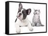 Cat and Dog, British Kitten and  French Bulldog Puppy-Lilun-Framed Stretched Canvas