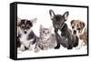 Cat and Dog, British Kitten and French Bulldog Puppy-Lilun-Framed Stretched Canvas