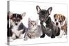 Cat and Dog, British Kitten and French Bulldog Puppy-Lilun-Stretched Canvas