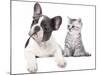 Cat and Dog, British Kitten and  French Bulldog Puppy-Lilun-Mounted Photographic Print