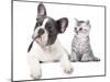 Cat and Dog, British Kitten and  French Bulldog Puppy-Lilun-Mounted Photographic Print