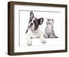 Cat and Dog, British Kitten and  French Bulldog Puppy-Lilun-Framed Photographic Print