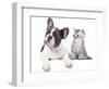 Cat and Dog, British Kitten and  French Bulldog Puppy-Lilun-Framed Photographic Print