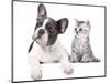 Cat and Dog, British Kitten and  French Bulldog Puppy-Lilun-Mounted Photographic Print