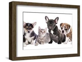 Cat and Dog, British Kitten and French Bulldog Puppy-Lilun-Framed Photographic Print