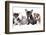 Cat and Dog, British Kitten and French Bulldog Puppy-Lilun-Framed Photographic Print