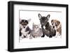 Cat and Dog, British Kitten and French Bulldog Puppy-Lilun-Framed Photographic Print