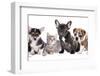 Cat and Dog, British Kitten and French Bulldog Puppy-Lilun-Framed Photographic Print