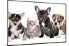 Cat and Dog, British Kitten and French Bulldog Puppy-Lilun-Mounted Photographic Print