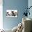 Cat and Dog, British Kitten and French Bulldog Puppy-Lilun-Photographic Print displayed on a wall
