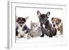 Cat and Dog, British Kitten and French Bulldog Puppy-Lilun-Framed Photographic Print