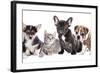 Cat and Dog, British Kitten and French Bulldog Puppy-Lilun-Framed Photographic Print