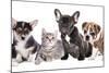 Cat and Dog, British Kitten and French Bulldog Puppy-Lilun-Mounted Photographic Print