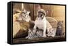 Cat And Dog, British Kittens And French Bulldog Puppy In Retro Background-Lilun-Framed Stretched Canvas