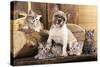 Cat And Dog, British Kittens And French Bulldog Puppy In Retro Background-Lilun-Stretched Canvas