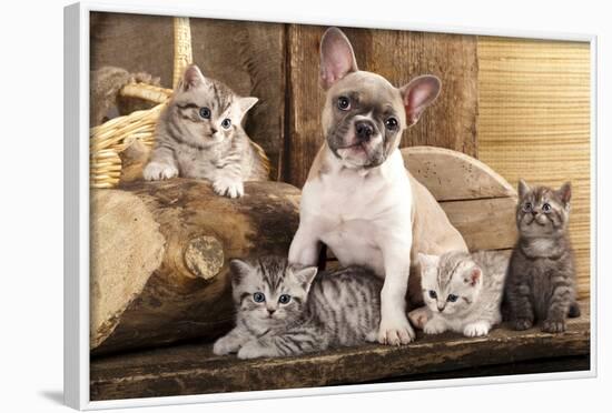 Cat And Dog, British Kittens And French Bulldog Puppy In Retro Background-Lilun-Framed Photographic Print