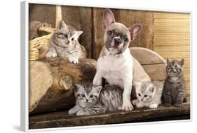 Cat And Dog, British Kittens And French Bulldog Puppy In Retro Background-Lilun-Framed Photographic Print