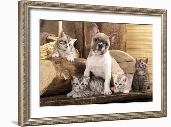 Cat And Dog, British Kittens And French Bulldog Puppy In Retro Background-Lilun-Framed Photographic Print