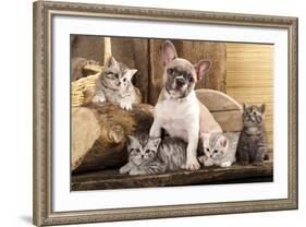 Cat And Dog, British Kittens And French Bulldog Puppy In Retro Background-Lilun-Framed Photographic Print