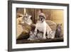 Cat And Dog, British Kittens And French Bulldog Puppy In Retro Background-Lilun-Framed Photographic Print