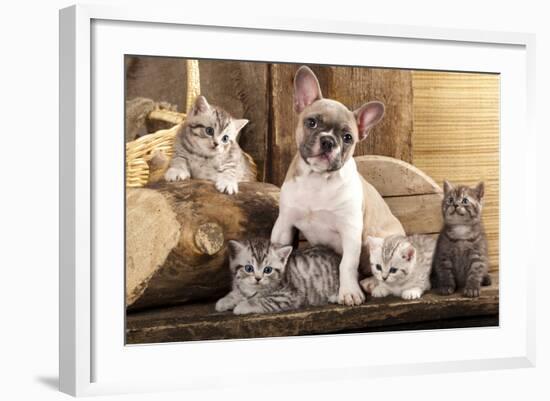 Cat And Dog, British Kittens And French Bulldog Puppy In Retro Background-Lilun-Framed Photographic Print