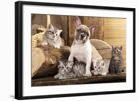 Cat And Dog, British Kittens And French Bulldog Puppy In Retro Background-Lilun-Framed Photographic Print