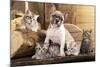 Cat And Dog, British Kittens And French Bulldog Puppy In Retro Background-Lilun-Mounted Photographic Print