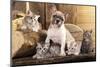 Cat And Dog, British Kittens And French Bulldog Puppy In Retro Background-Lilun-Mounted Photographic Print