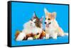 Cat and Dog, Cat Maine Coon and Corgi Puppy-Lilun-Framed Stretched Canvas