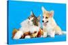Cat and Dog, Cat Maine Coon and Corgi Puppy-Lilun-Stretched Canvas